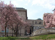 Lovely image of the Walters Art Museum with bright pink dogwood trees in the foreground on a beautiful spring day in Mount Vernon, Baltimore, MD